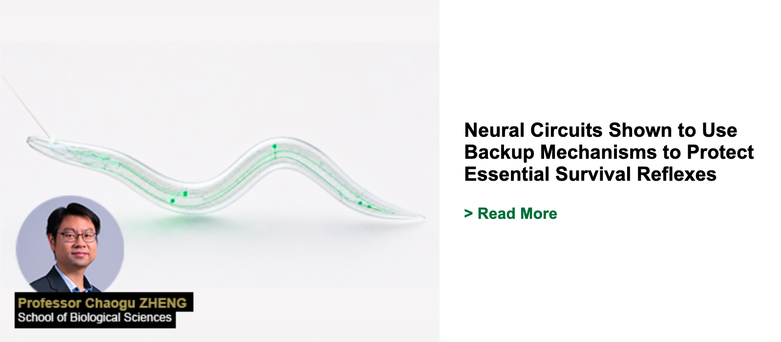 Neural Circuits Shown to Use Backup Mechanisms to Protect Essential Survival Reflexes